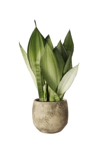 Sansevieria Moonshine - Planta Natural - Lengua de Suegra - Planta de Interior - Fácil de Cuidar - Poco Riego - April Plants - Altura: 50-60 cm