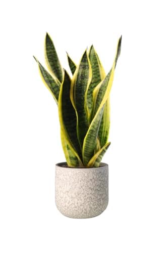 Sansevieria Trifasciata Laurentii - Lengua de Suegra - Planta natural - Ideal para espacios interiores - Exposición indirecta del sol - Poco Riego - Fácil de cuidar - April Plants - Altura: 100-120 cm