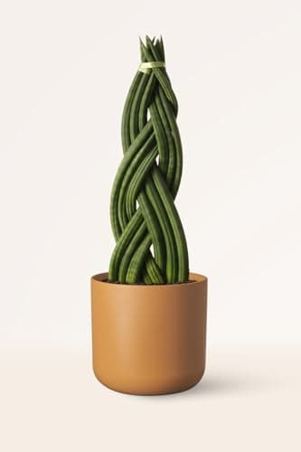 Sansevieria Cylindrica Trenzada - Planta Natural Interior - April Plants - Altura: 30 cm