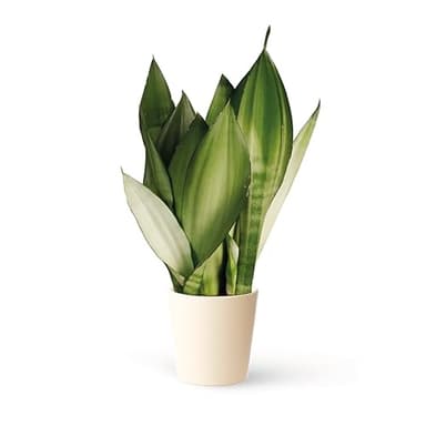Sansevieria Moonshine - Planta Natural - Lengua de Suegra - Planta de Interior - Fácil de Cuidar - Poco Riego - April Plants - Altura: 60-70 cm