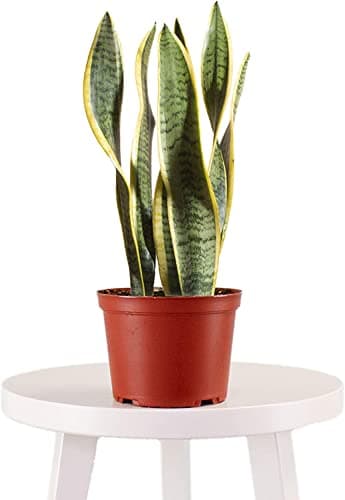 DECOALIVE | Lengua de Suegra| Colección Plantas Poca Luz |Sansevieria Trifasciata Planta Espada | Planta de Interior Natural