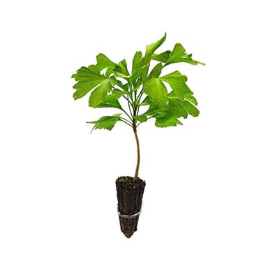 DECOALIVE Ginkgo Biloba Árbol Natural en Maceta para Terraza y Jardín