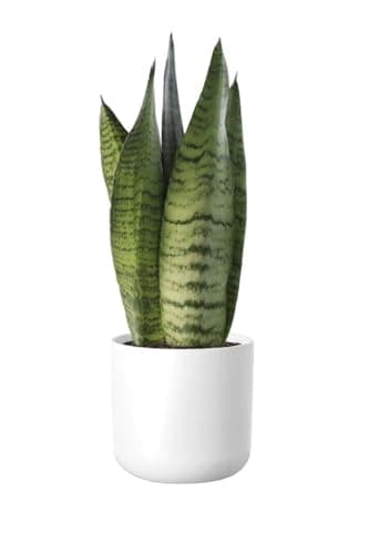 Sansevieria Zeylanica - Planta Natural - Lengua de Suegra - Planta de Interior - Fácil de Cuidar - Poco Riego - April Plants - Altura: 30-40 cm