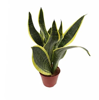 Sansevieria DECOALIVE Planta Serpiente, Planta Espada o Lengua de Suegra
