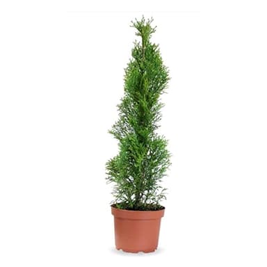 Verdecora Thuya Occidental Esmeralda | Tuya del Canadá o Thuja Occidentalis | Planta natural de exterior | Arbusto/ árbol piramide | Perfecto para jardín y terraza (Maceta 5L)