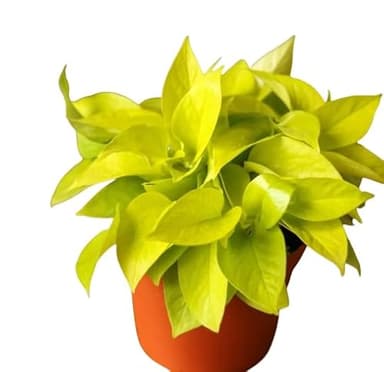 Poto Amarillo Natural Planta Exótica de Interior con Hojas Colgantes y Fácil Mantenimiento