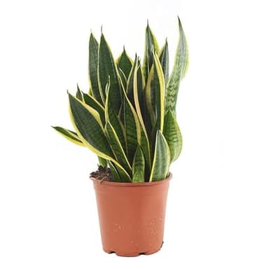 Sansevieria o Lengua de Suegra Natural Planta de Interior Fácil de Cuidar