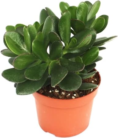 pcmoviles "Arbol de Jade: Grassula Ovata en maceta de 8.5cm. Descubre el placer de tener una planta natural que realza tu ambiente con su elegancia."