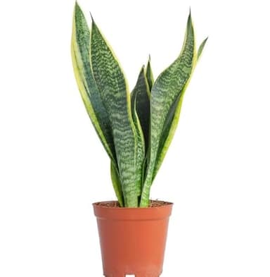 Sansevieria o Lengua de Suegra Planta Natural de Interior Fácil de Mantener