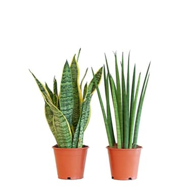 Sansevieria Trifasciata Laurentii & Sansevieria Cylindrica | Pack 2 Plantas | DECOALIVE | Plantas de Interior | Duo Plantas Serpiente