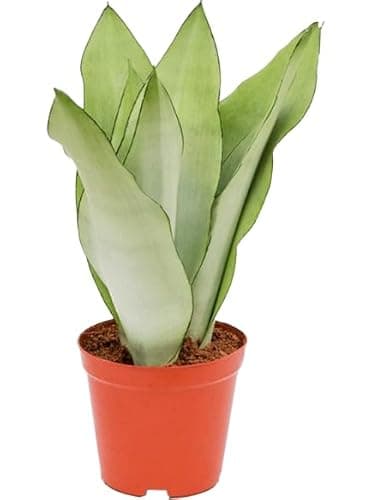 Sansevieria Moonshine o Lengua de Suegra Planta Natural de Interior Fácil de Mantener