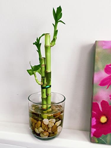 Easy Plants Planta de bambú de la suerte en jarrón redondo de cristal con guijarros – Bonsái de interior para Feng Shui