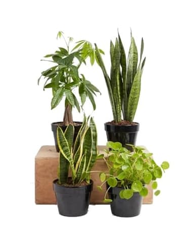 DECOALIVE Pack Money Makers: 1xPachira Aquatica (Árbol del Dinero) + 1xPilea Peperomioides (Planta del Dinero China) + 2xSansevieria Trifasciata (Plantas Feng Shui) Plantas Naturales para el Hogar