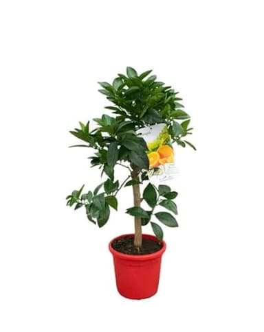 DECOALIVE Naranjo Árbol Frutal para Terraza y Jardín Naranjero