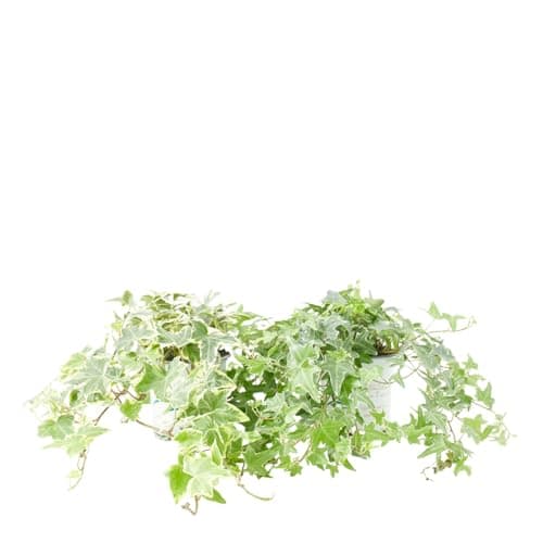 Verdecora Hiedra Mini en maceta de Ø11cm | Hedera helix | Planta Trepadora y Colgante de Fácil Cuidado | Ideal para Interiores y Exteriores