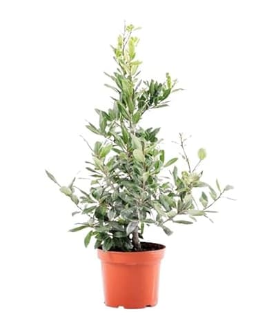 Laurel - Altura ±1m - Árbol Natural para Jardines y Terrazas