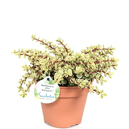 Suculenta Natural Portulacaria Afra Variegata Árbol de la Abundancia, Feng Shui & Buena Suerte