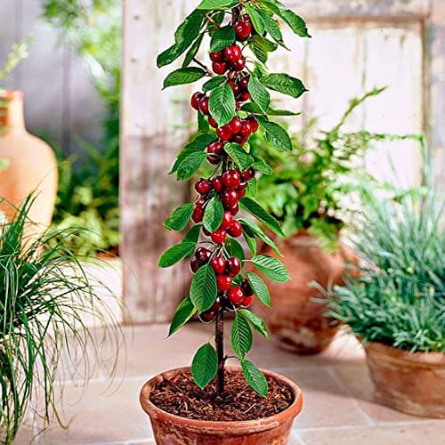 Cerezo - Árboles frutales en columna - 80cm de altura - Ideal para balcones, terrazas, pequeños jardines -Apto para macetas y terreno abierto