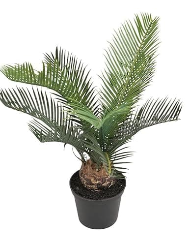 Palma Natural Cyca Árbol de Exteriores Perfecto para Jardines o Terrazas